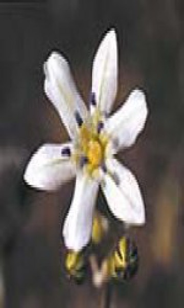 F.E.S. - Glassy Hyacinth 7,5ml