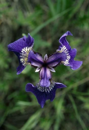 Alaska - Wild Iris