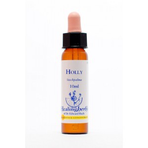 Healing Herbs - Holly (Stechpalme, Ilex)