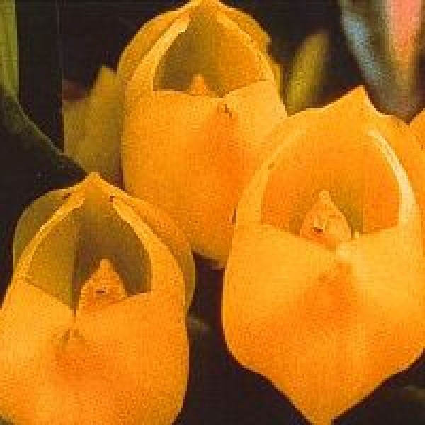 Korte PHI - Venus Orchid 15ml