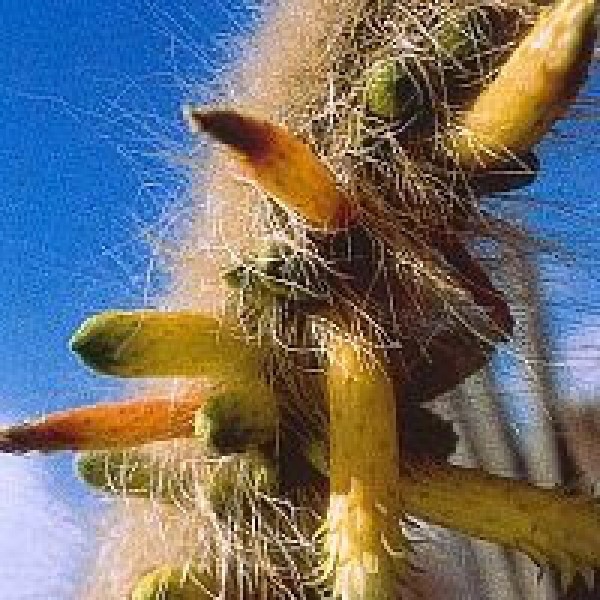 Korte PHI - Inner Cleansing Cactus 15ml