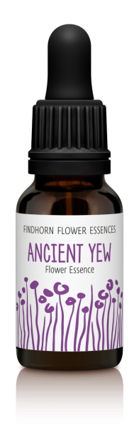 Findhorn - Ancient Yew 15ml