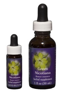 FES - Green Nicotiana (Ziertabak)
