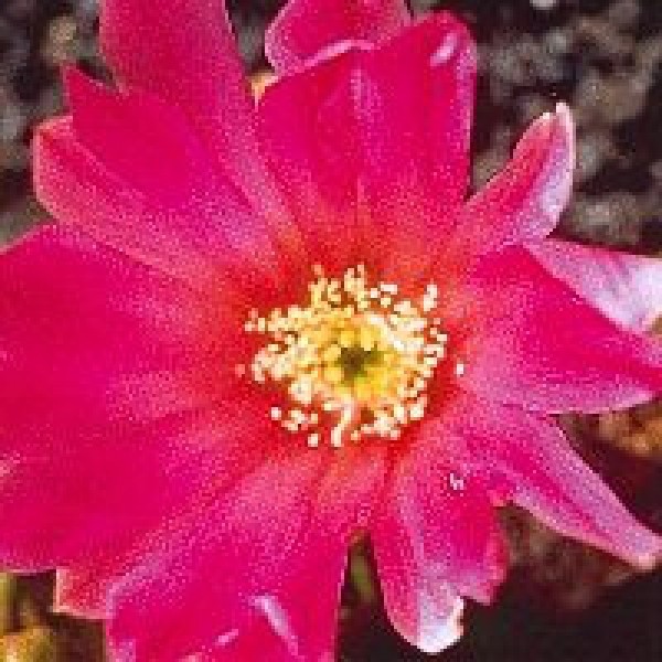 Korte PHI - Beauty Cactus 15ml