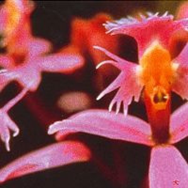 Korte PHI - Angel Orchid