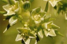 Iris Flora - Scleranthus / Einjähriger Knäuel 20ml