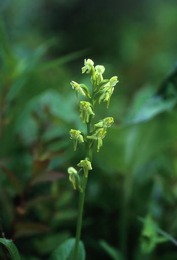 Alaska - Green Bog Orchid 30ml