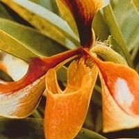 Korte PHI - Psyche Orchid 15ml