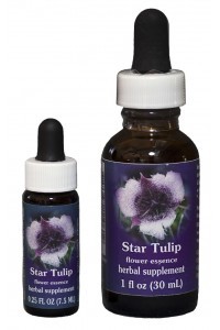 Star Tulip (white/purple)