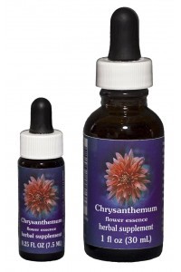 FES - Chrysanthemum
