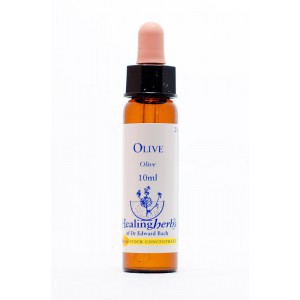 Healing Herbs - Olive (Olivenbaum)