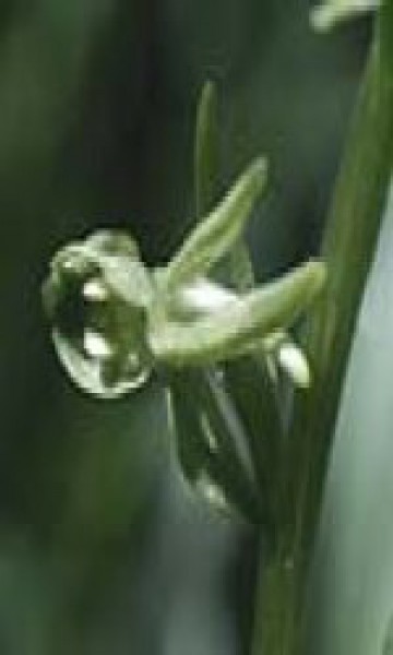 F.E.S. - Green Rein Orchid (Waldhyazinthe) 7,5ml