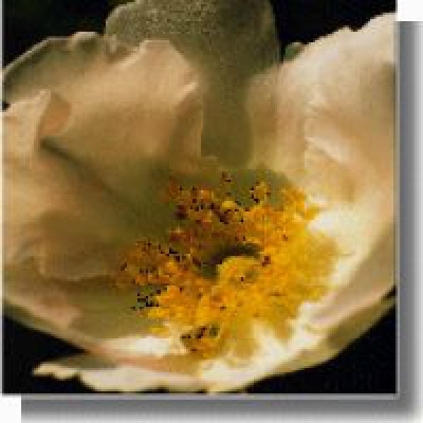 Korte PHI - Japanische Rose 15ml