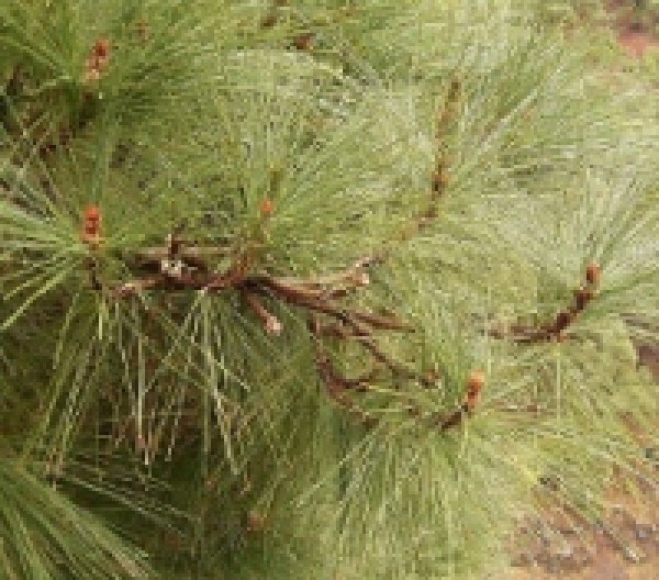 Korte PHI - Pin canarien / Canary Islands Pine 15ml