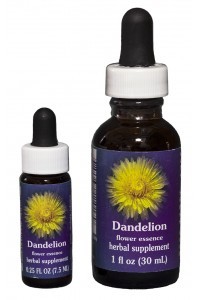 FES - Dandelion / Pissenlit