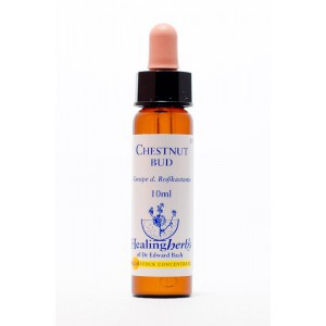 Healing Herbs - Chestnut Bud (Kastanienknospe)