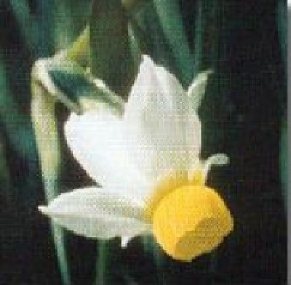 Korte PHI - Narcisse Bulbocodium 15ml