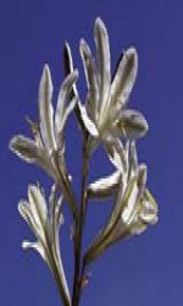 F.E.S. - Desert Lily 7,5ml