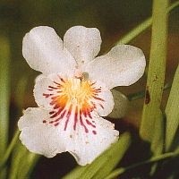 Korte PHI - Angel of Protection Orchid
