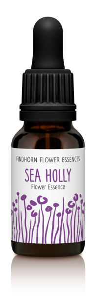 Findhorn - Sea Holly 15ml