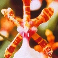 Korte PHI - Colour Orchid 15ml