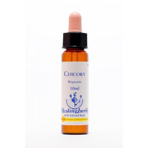Healing Herbs - Chicory (Chicorée)