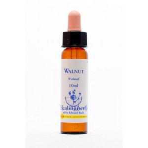 Healing Herbs - Walnut (Walnuss)