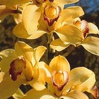 Korte PHI - Coordination Orchid 15ml