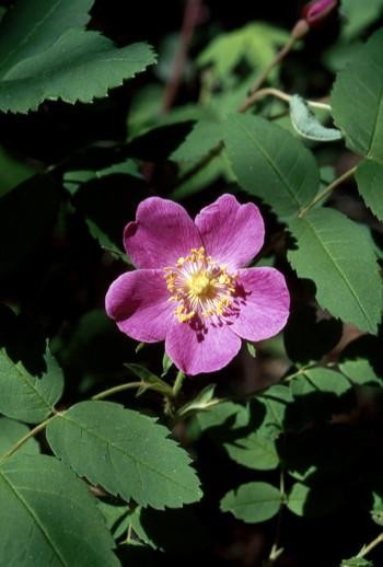 Alaska - Prickly Wild Rose 30ml