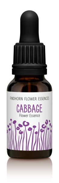 Findhorn - Cabbage 15ml