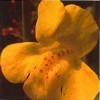 Korte PHI Mimulus (Gauklerblume) 15ml
