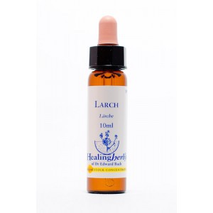 Healing Herbs - Larch (Lärche)