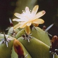 Korte PHI - Blueberry Cactus 15ml
