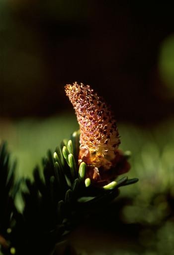 Alaska - Sitka Spruce Pollen