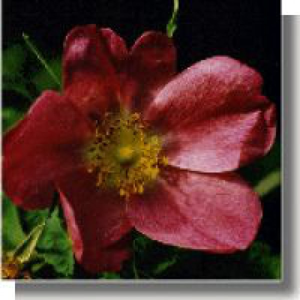 Korte PHI - Rose cannelle 15ml