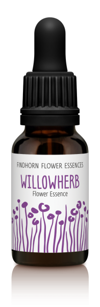 Findhorn - Willow Herb 15ml