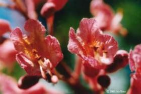 Iris Flora - Red Chestnut / Rote Kastanie 20ml